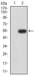 CLEC12A / CD371 Antibody (clone 4D5A8)