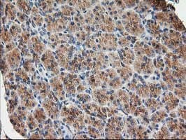 Monoclonal Mouse anti-Human TUBB4 / Tubulin Beta 4 Antibody (clone 6C2, Carrier-free, IHC, IF, WB)