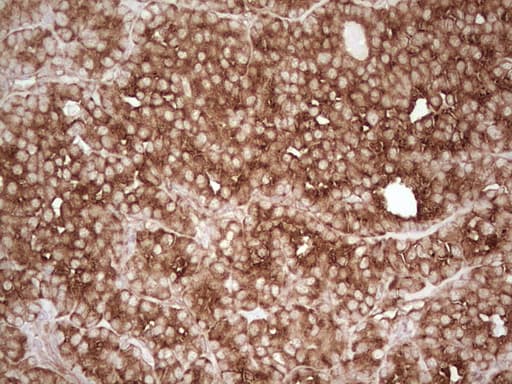 WIBG Antibody (clone OTI9C7, Carrier-free)