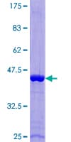 Human EAT2 / SH2D1B Protein (Recombinant GST)