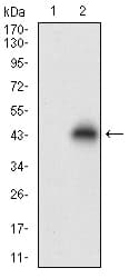 NPC / NPC1 Antibody (aa34-174, clone 8D10B6)