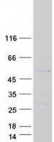 Human SNX32 Protein (Recombinant Myc-DDK (Flag))