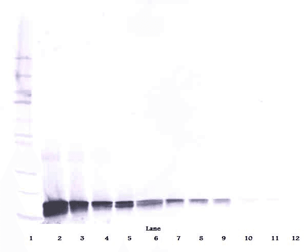 KITLG / SCF Antibody
