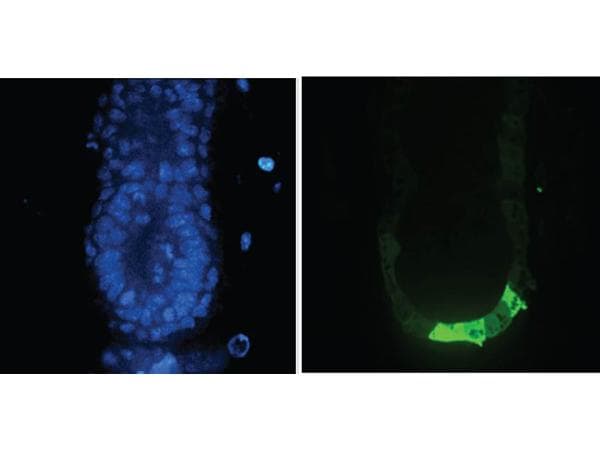 Polyclonal Goat anti-Aequorea victoria GFP Antibody (IHC, IF, WB)