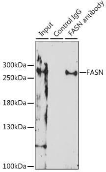 FASN / Fatty Acid Synthase Antibody
