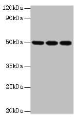 HAT1 Antibody (aa245-419)