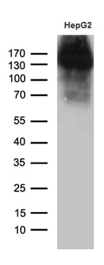 Monoclonal Mouse anti-Human JAG1 / Jagged 1 Antibody (clone OTI1F1, aa523-759, WB)