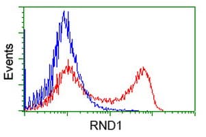RND1 Antibody (clone OTI4F12)
