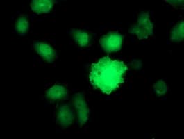 BIRC5 / Survivin Antibody (clone OTI2D3, Carrier-free)