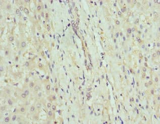 GDA / Nedasin Antibody