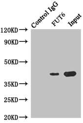FUT6 Antibody (aa170-359)