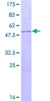 Human SAP30 Protein (Recombinant GST)