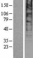 Human SLC48A1 / HRG1 Protein (Over-Expression Lysate Myc-DDK (Flag))