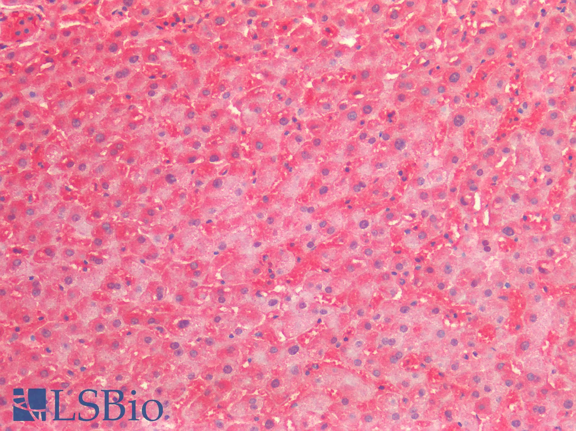 PathPlus™ Polyclonal Rabbit anti-Human HSPD1 / HSP60 Antibody (IHC, WB)