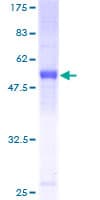 Human KCTD4 Protein (Recombinant GST)