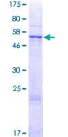 Human TAMM41 / C3orf31 Protein (Recombinant GST)