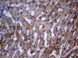 OXSM / KS Antibody (clone OTI3A4)