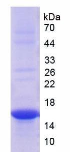 Rat THY1 / CD90 Protein (Recombinant 6His, N-terminus)