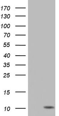 PYDC1 Antibody (clone OTI1C5, Carrier-free)