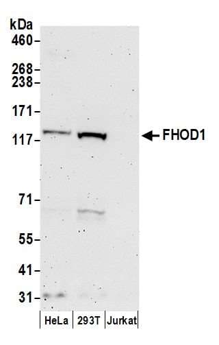 FHOS / FHOD1 Antibody (aa1114-1164)
