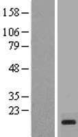 PRY2 Protein (Over-Expression Lysate Myc-DDK (Flag))