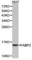I-FABP / FABP2 Antibody