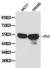 TP53 / p53 Antibody