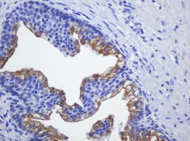 SLA2 / SLAP2 Antibody (clone OTI2B2)