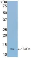 ICOS / CD278 Antibody (aa35-131, Biotin)
