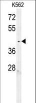 C6orf58 Antibody (aa205-233)