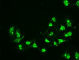 CD4 Antibody (clone OTI9G7)