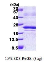 Human MAFF Protein (Recombinant His)