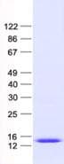 Human ANAPC11 / APC11 Protein (Recombinant His, N-Terminal)