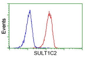 SULT1C2 / Sulfotransferase 1C2 Antibody (clone OTI8A1)