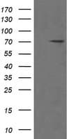 POGK Antibody (clone OTI2G8)