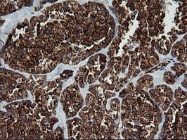ROMO1 Antibody (clone OTI1G4)