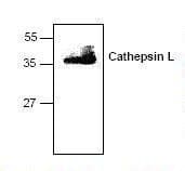 IHC-plus™ CTSL / Cathepsin L Antibody