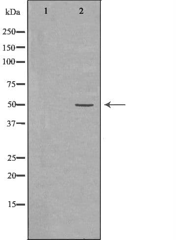 EEF1A1 Antibody