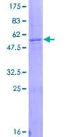 Human GZMK / Granzyme K Protein (Recombinant GST)