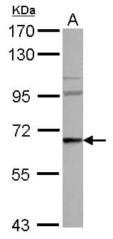 WASF3 Antibody