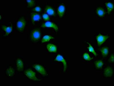 CCND3 / Cyclin D3 Antibody (aa1-292)