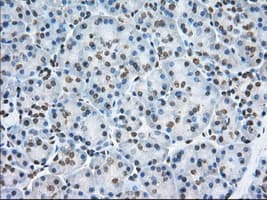 ERIC-1 / TACC3 Antibody (clone OTI8F6, Carrier-free)
