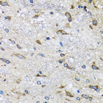 BLZF1 Antibody