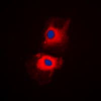 HRS / HGS Antibody (Internal)
