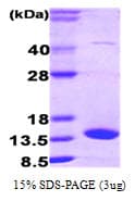 Human FABP7 / BLBP / MRG Protein (Recombinant)