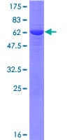 Human LCMT1 Protein (Recombinant GST)