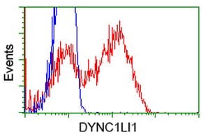 DYNC1LI1 Antibody (clone OTI1G9)