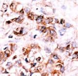 DUSP15 Antibody (aa17-44)