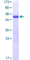 Human YWHAZ / 14-3-3 Zeta Protein (Recombinant GST)
