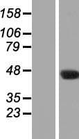 NAT16 / C7orf52 Protein (Over-Expression Lysate Myc-DDK (Flag))
